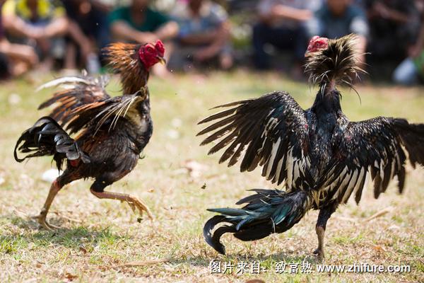 斗鸡鸡苗价格多少钱一只？