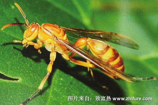 怎么养胡蜂？