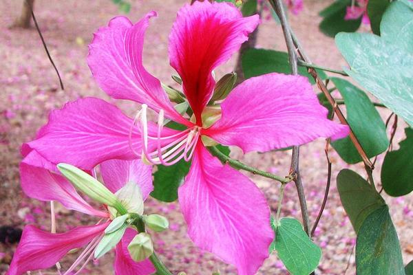 百合花对孕妇有影响吗