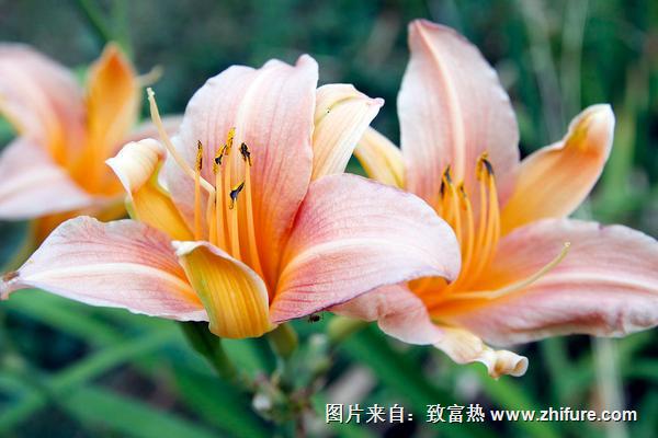 百合花什么季节种植