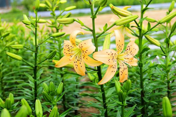 百合花什么季节种植