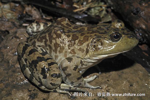 牛蛙吃什么食物？