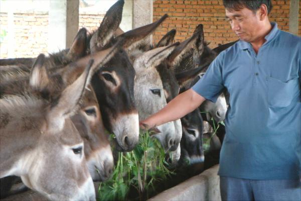 肉驴养殖国家有补贴吗?