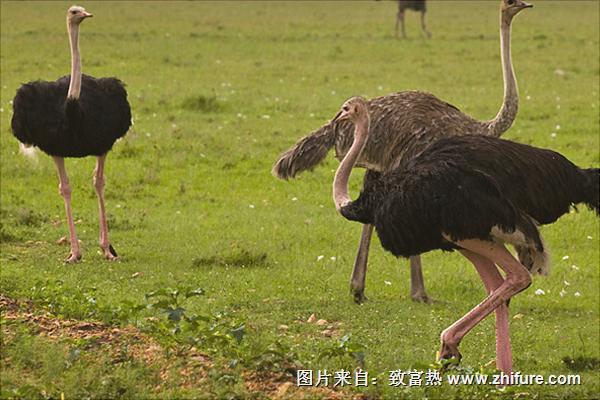 鸵鸟是保护动物吗？