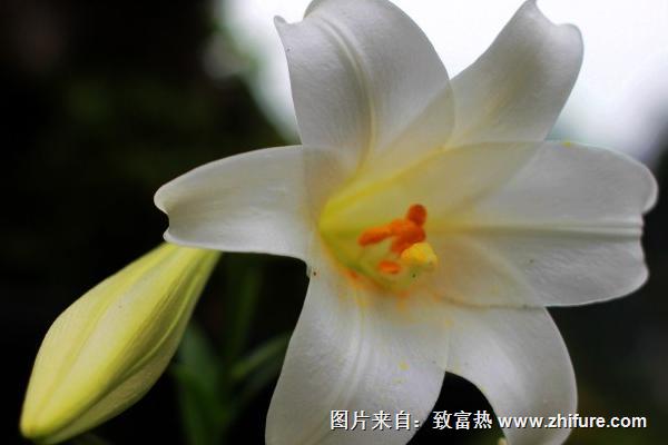 百合花花语是什么