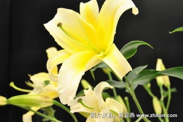 香水百合花语是什么