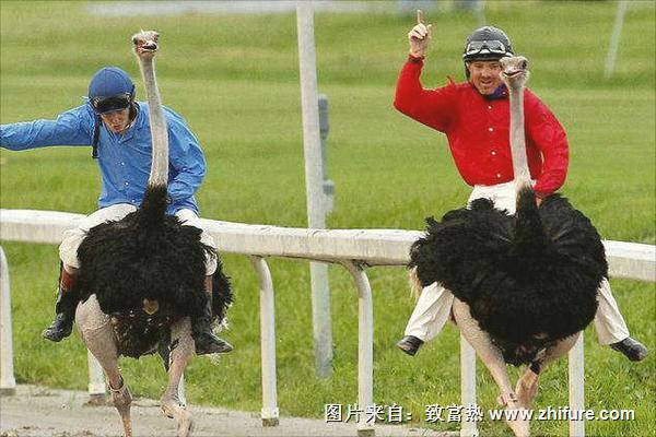 养鸵鸟需要办什么证？