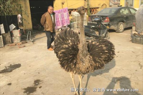 养鸵鸟需要办什么证？