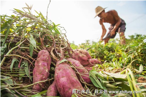 种红薯用什么肥料？