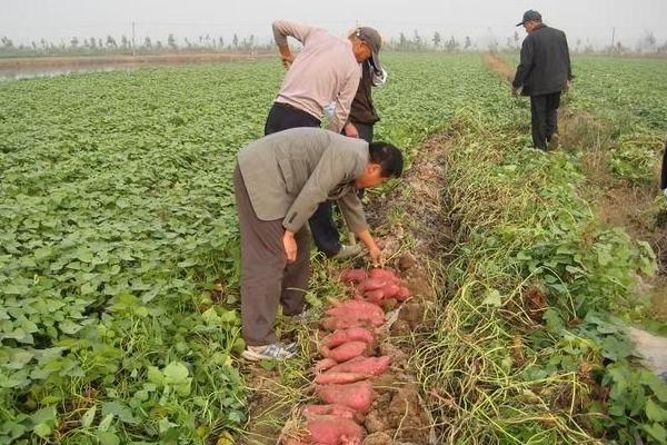 种红薯用什么肥料？