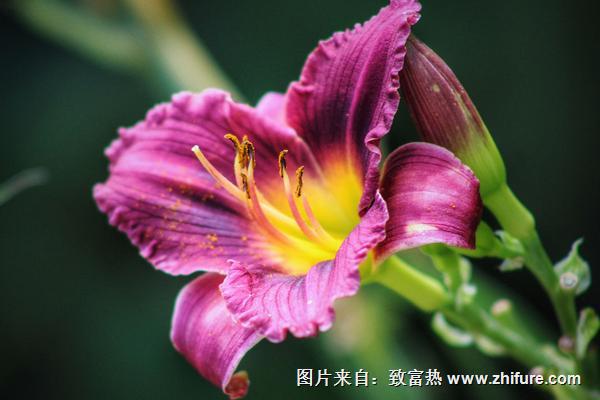 百合花什么时候开花