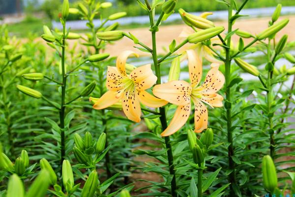 百合花什么时候开花