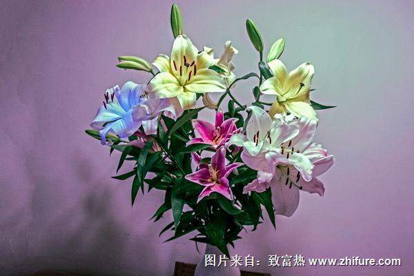 香水百合多少钱一支