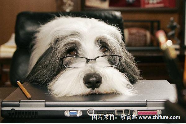 宠物狗掉毛怎么办？
