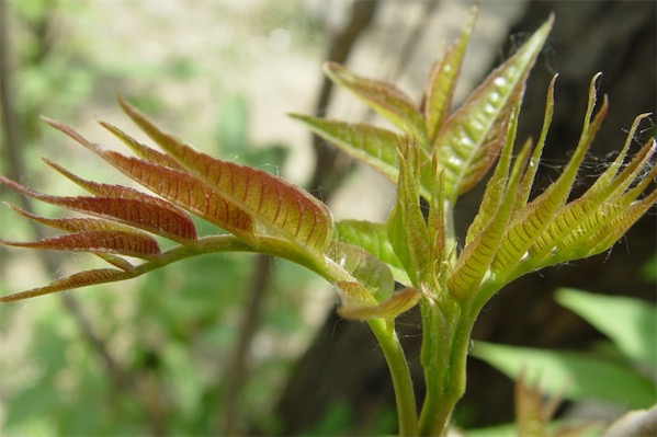 如何种植香椿