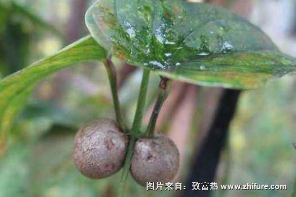 山药豆怎么种