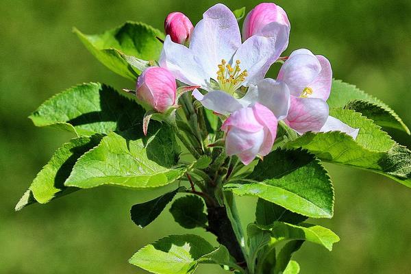 苹果树开花吗