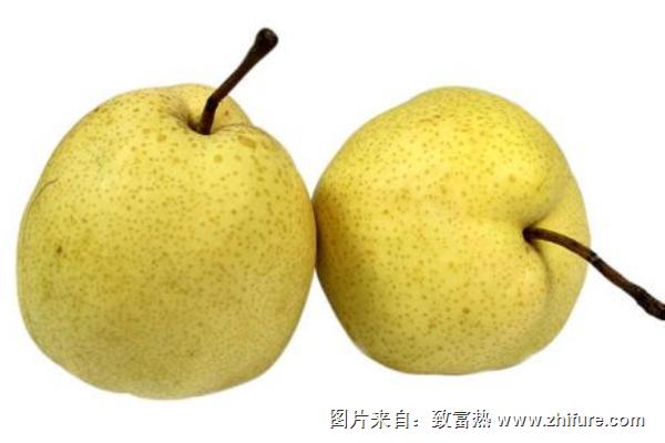贡梨是雪梨吗