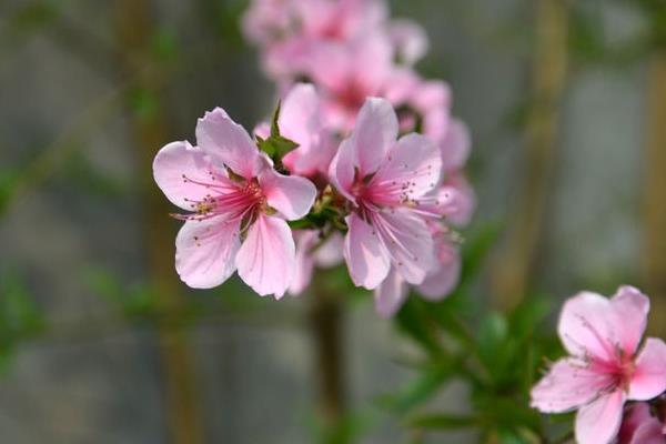 桃树什么时候开花