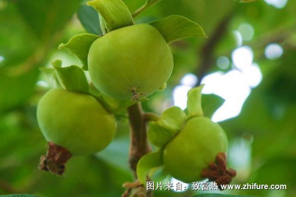 青柿子怎么吃