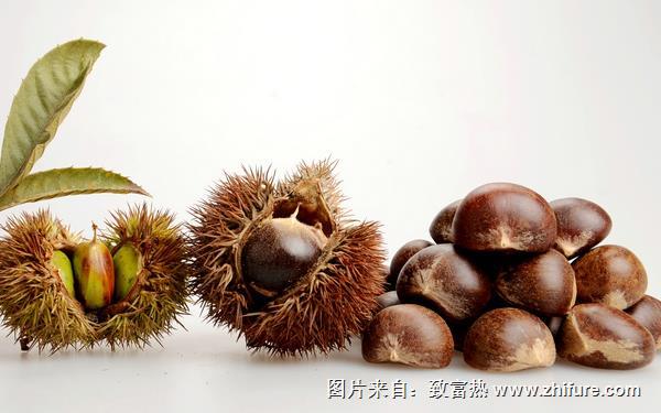 板栗补肾吗