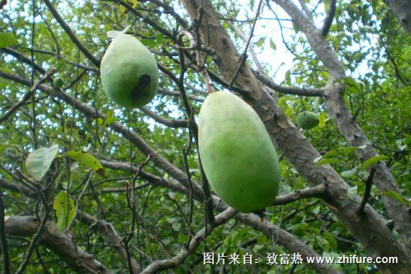 木瓜海棠果怎么吃