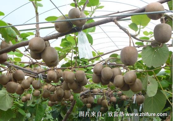 猕猴桃怎么种植