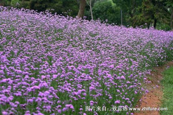 马鞭草长什么样