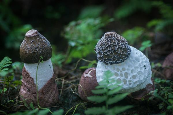 竹荪生长在什么地方 哪里产的竹荪最多