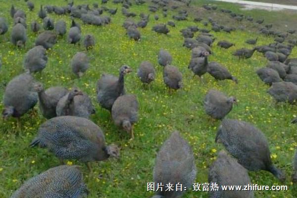 珍珠鸡会飞吗