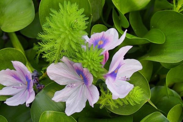 水葫芦开花吗 水葫芦的生长习性