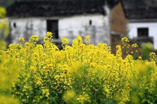 油菜花像什么