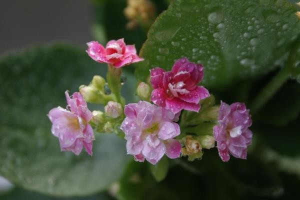 长寿花长太高怎么办（修剪方法） 长寿花怎么摘心