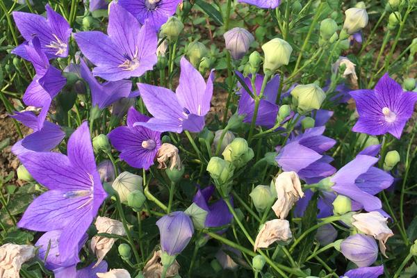 2018种植什么花