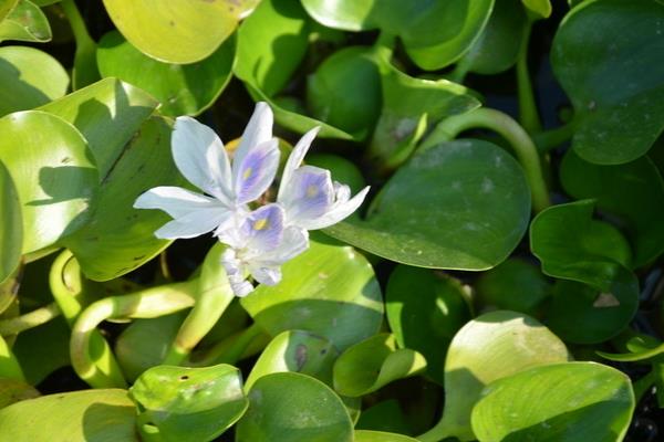 水葫芦怎么养 水葫芦可以喂猪吗