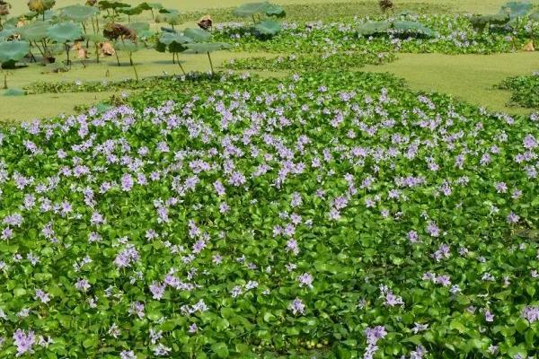 水葫芦怎么养 水葫芦可以喂猪吗