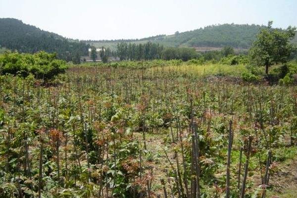 香椿树怎么种植