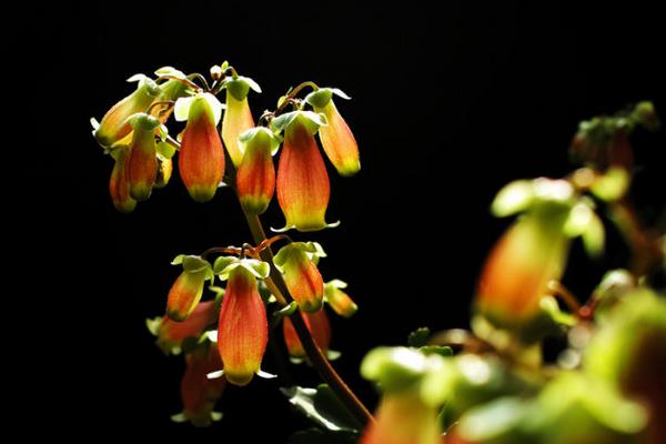 宫灯长寿花图片大全 宫灯长寿花有哪些颜色