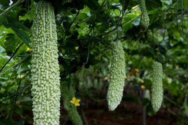 苦瓜怎么种 苦瓜科学种植技术