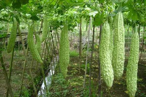 苦瓜怎么种 苦瓜科学种植技术