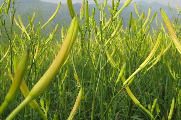 黄花菜产地在哪里 黄花菜哪里产的好