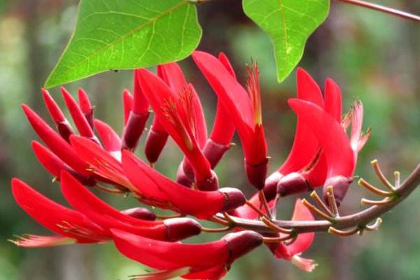 龙牙花、象牙红、鸡冠刺桐的区别是什么 龙牙花的主要价值