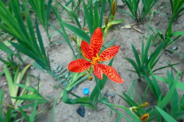 火星花和射干的区别是什么 火星花的繁殖方法