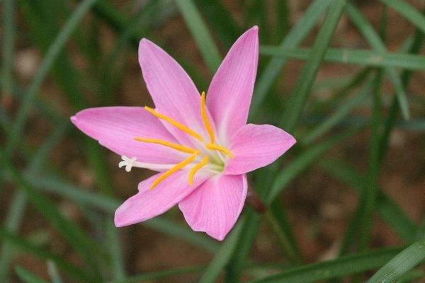 韭菜莲什么时候开花 韭菜莲花期是几月