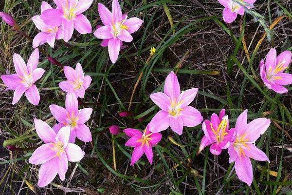 韭菜莲什么时候开花 韭菜莲花期是几月