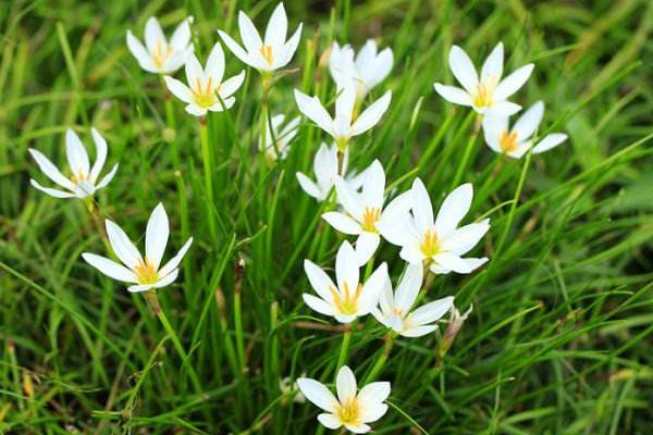 韭菜莲什么时候开花 韭菜莲花期是几月