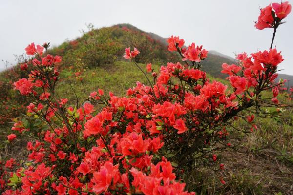 杜鹃花有毒吗 杜鹃花能放在室内卧室吗