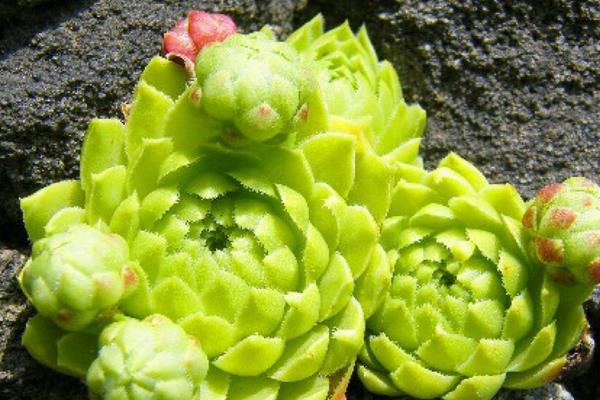 多肉是花吗 多肉是室内植物还是室外植物