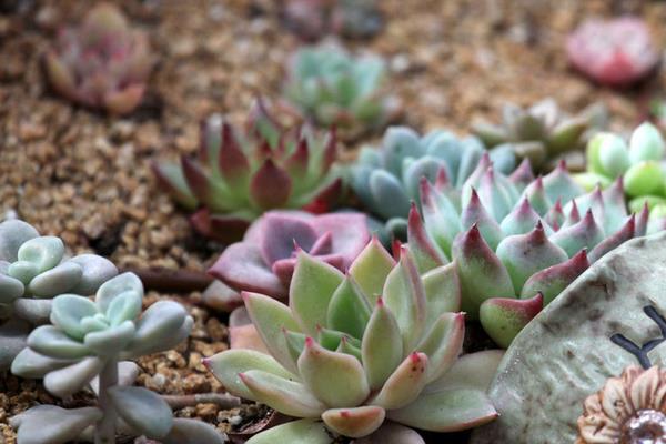 多肉是花吗 多肉是室内植物还是室外植物