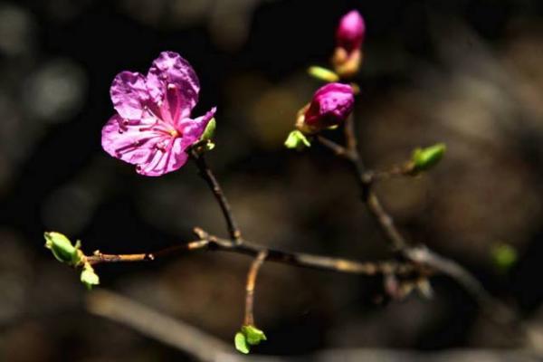 杜鹃花什么时候开 杜鹃花花期是几月